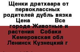 Щенки дратхаара от первоклассных  родителей(дубль вязка) › Цена ­ 22 000 - Все города Животные и растения » Собаки   . Кемеровская обл.,Ленинск-Кузнецкий г.